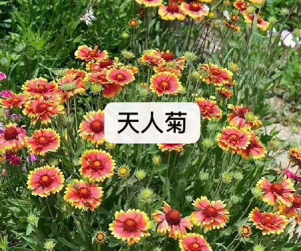 天人菊